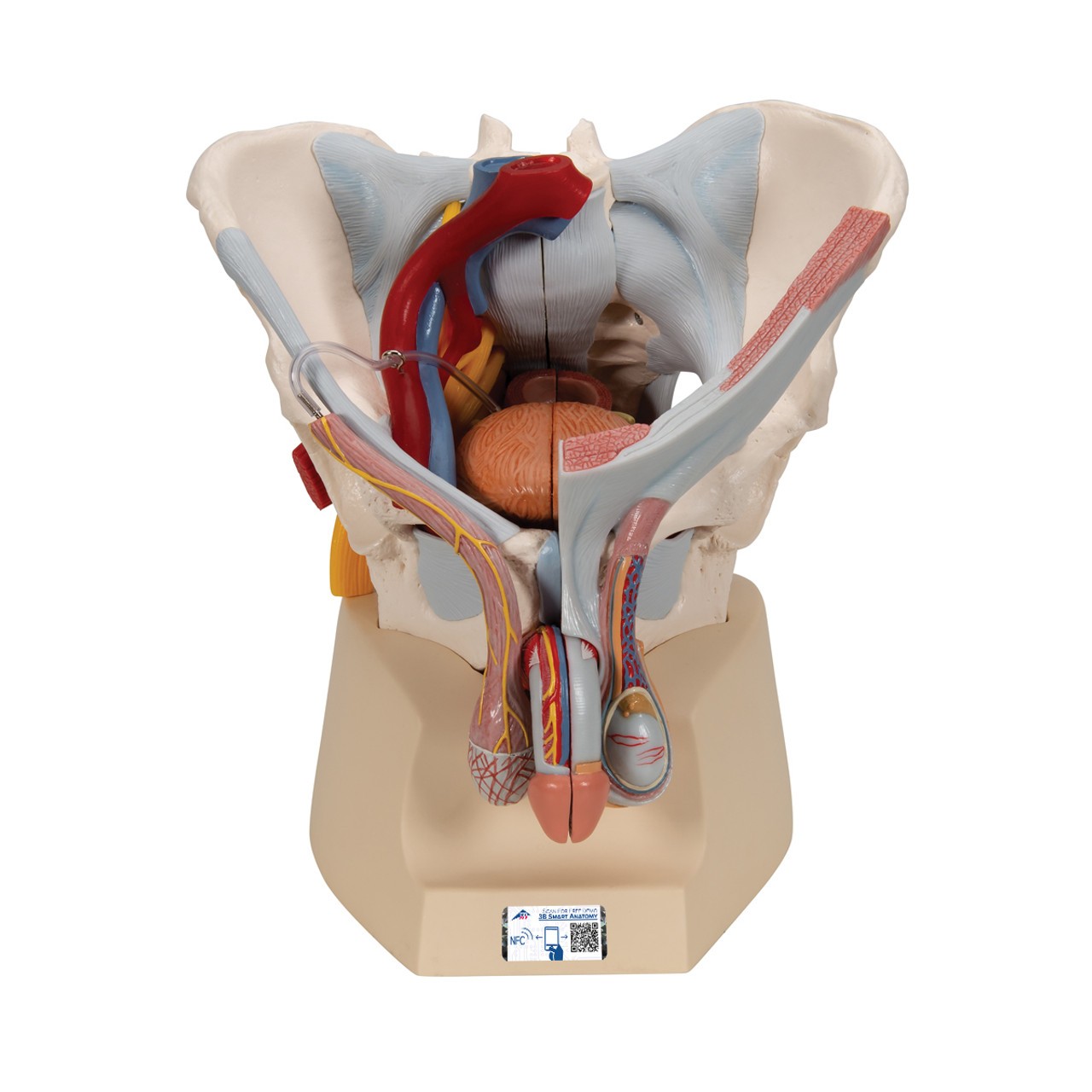 Male Pelvis Anatomy Model With Ligaments Muscles and Organs