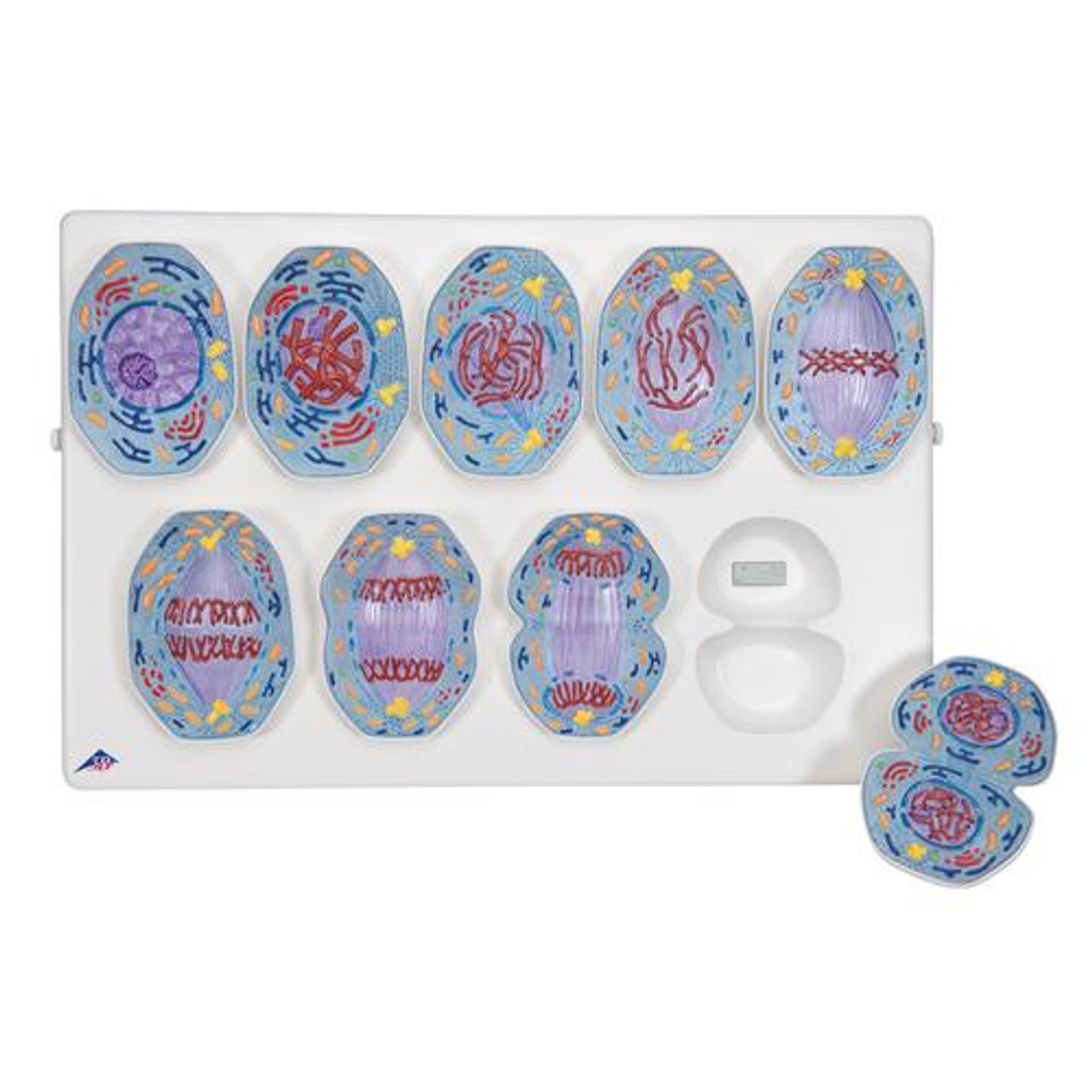 Mitosis Model