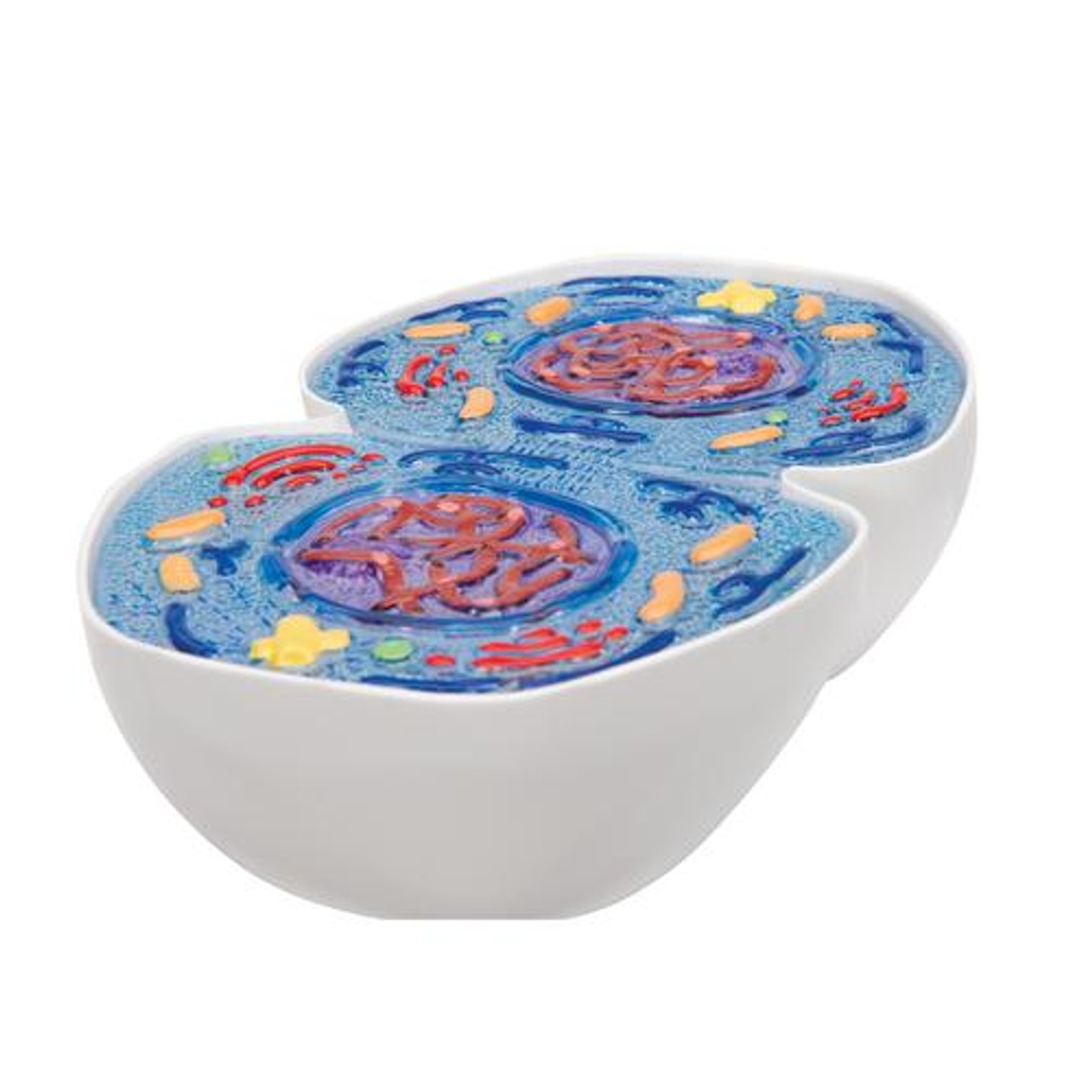 Mitosis Model