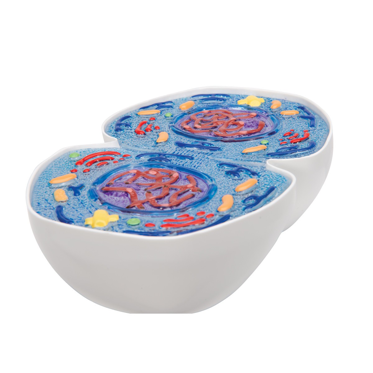 Mitosis Model