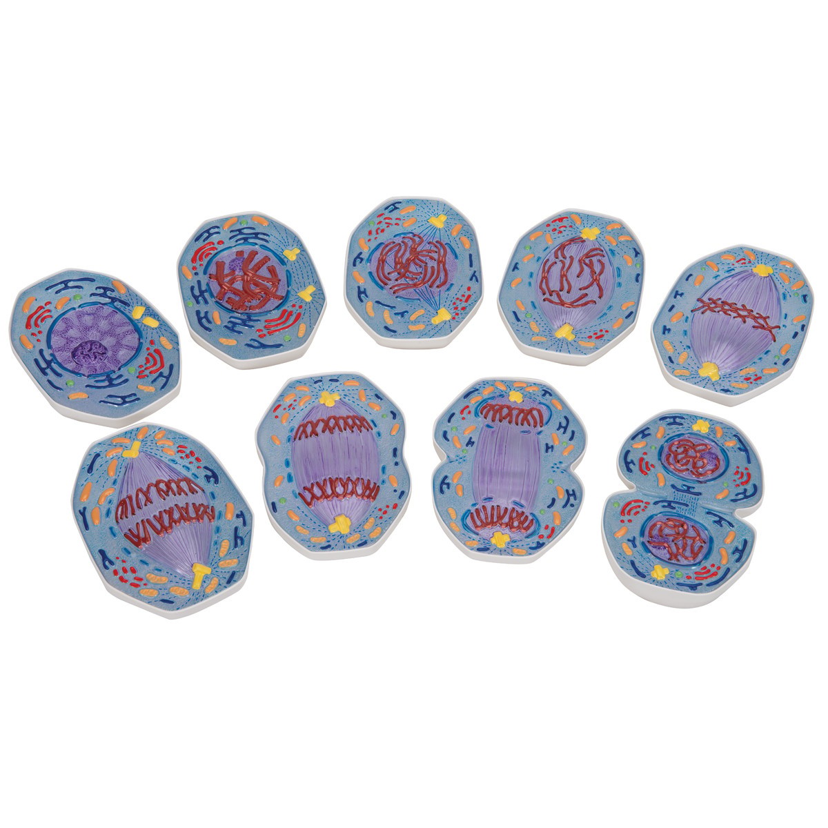 Mitosis Model