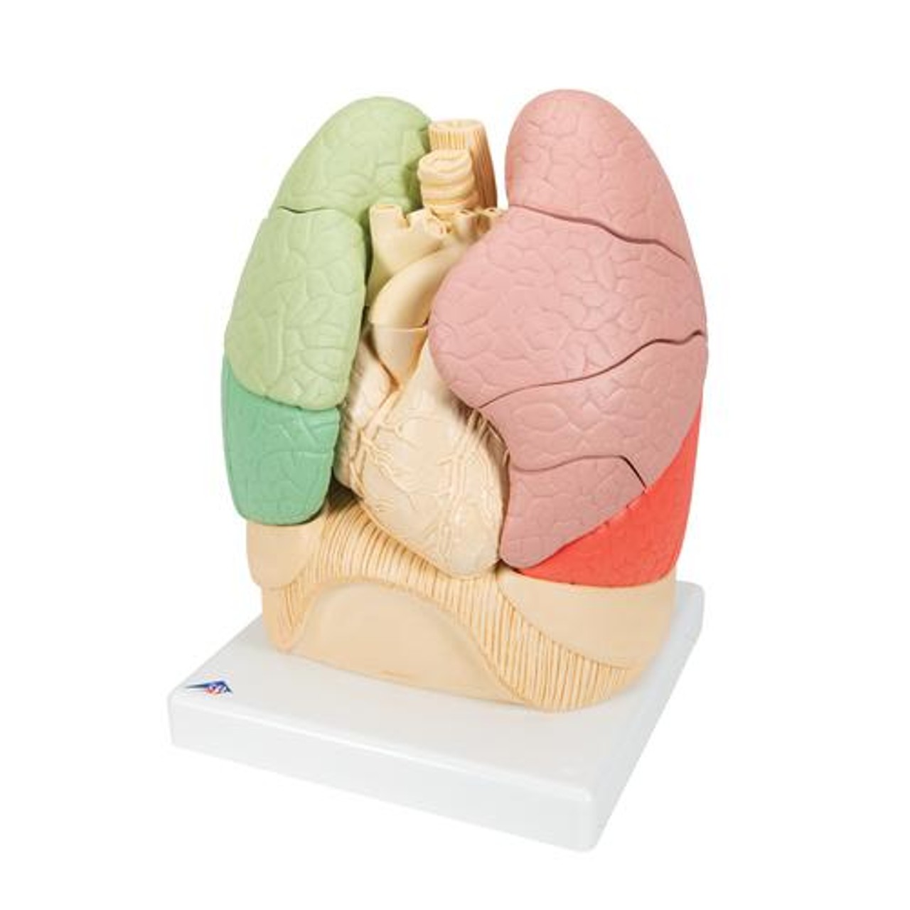 Segmented Lung - Left Side View