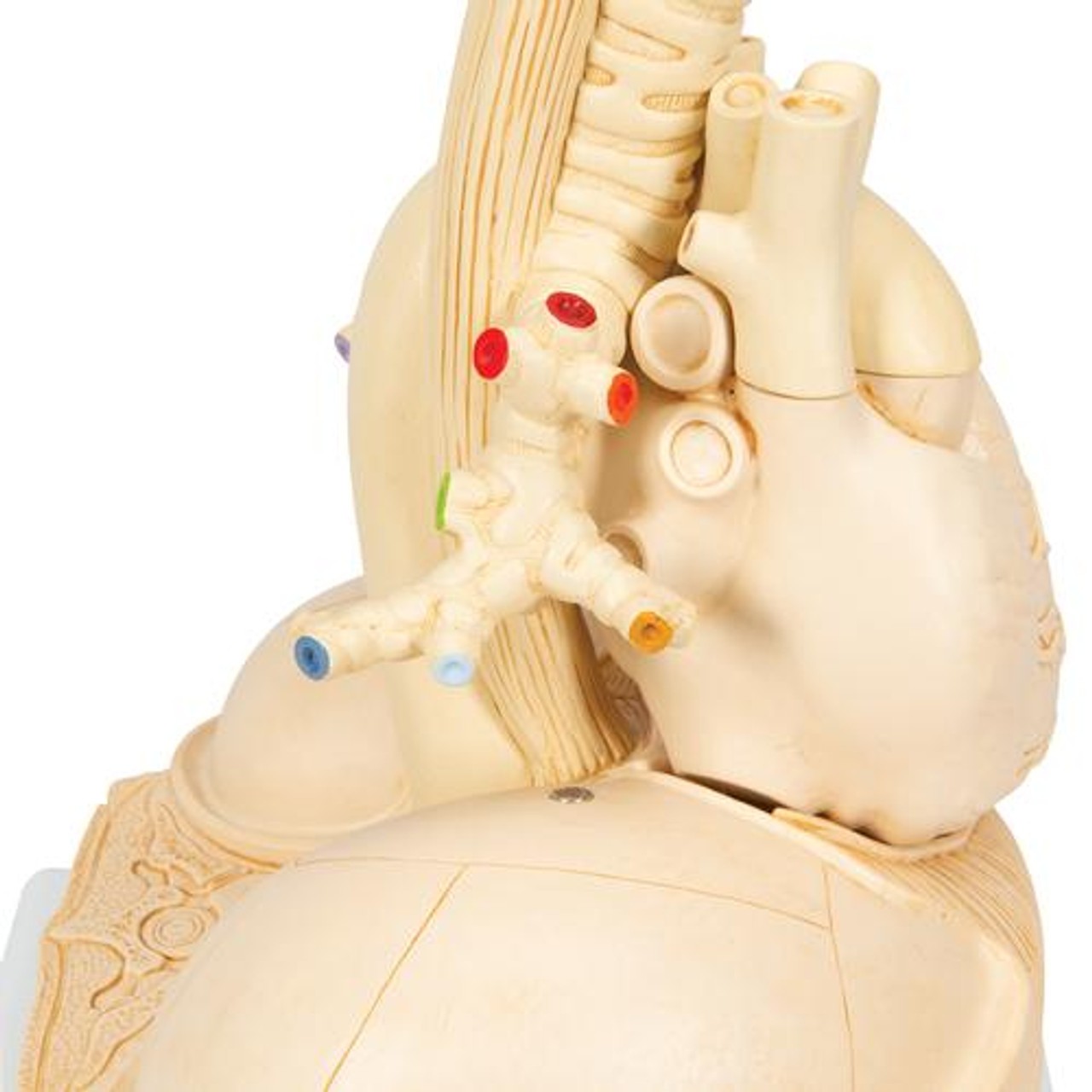 Segmented Lung - Detailed View