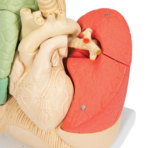 3B Scientific Lungenmodell Mit Kehlkopf – 7-teilig | Mit Kostenloser 3B Smart Anatomy App
