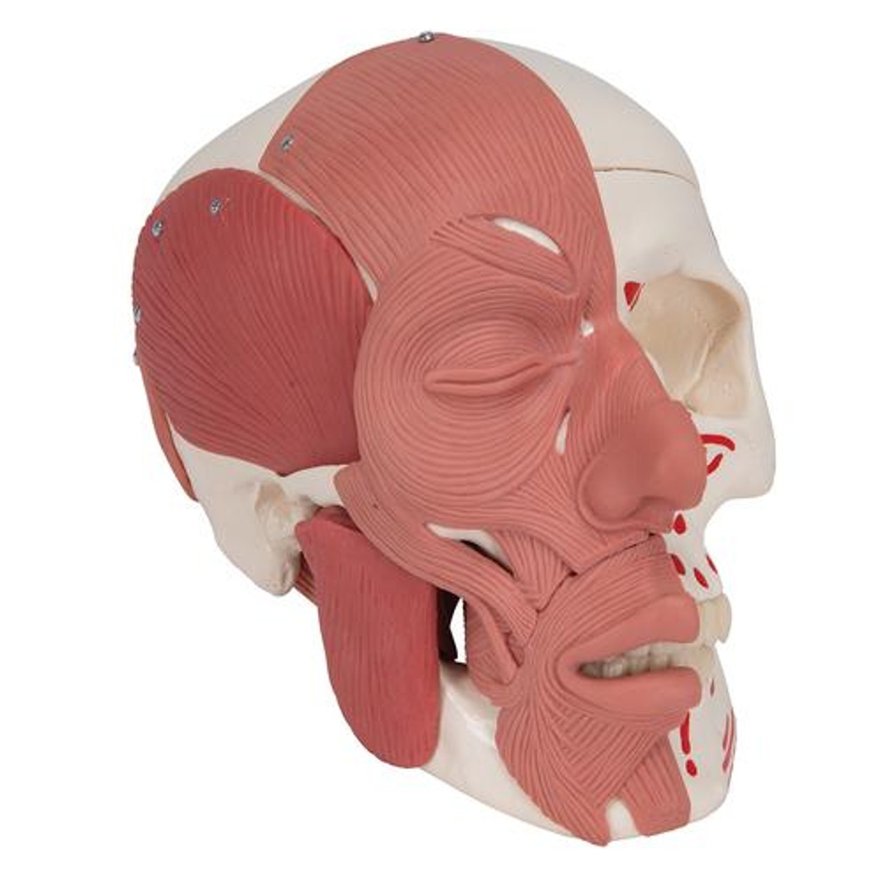 Human Skull with Facial Muscles