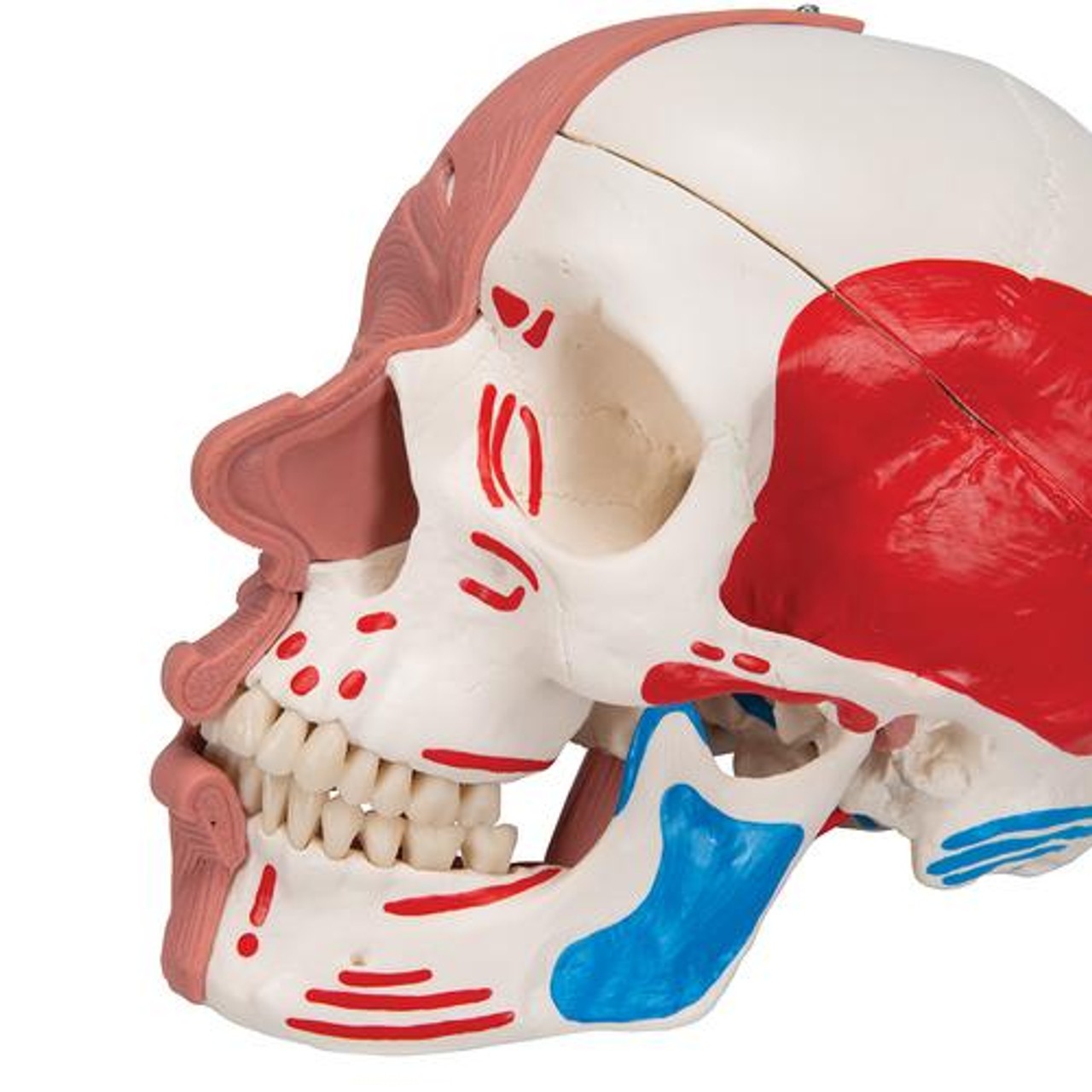 Human Skull with Facial Muscles