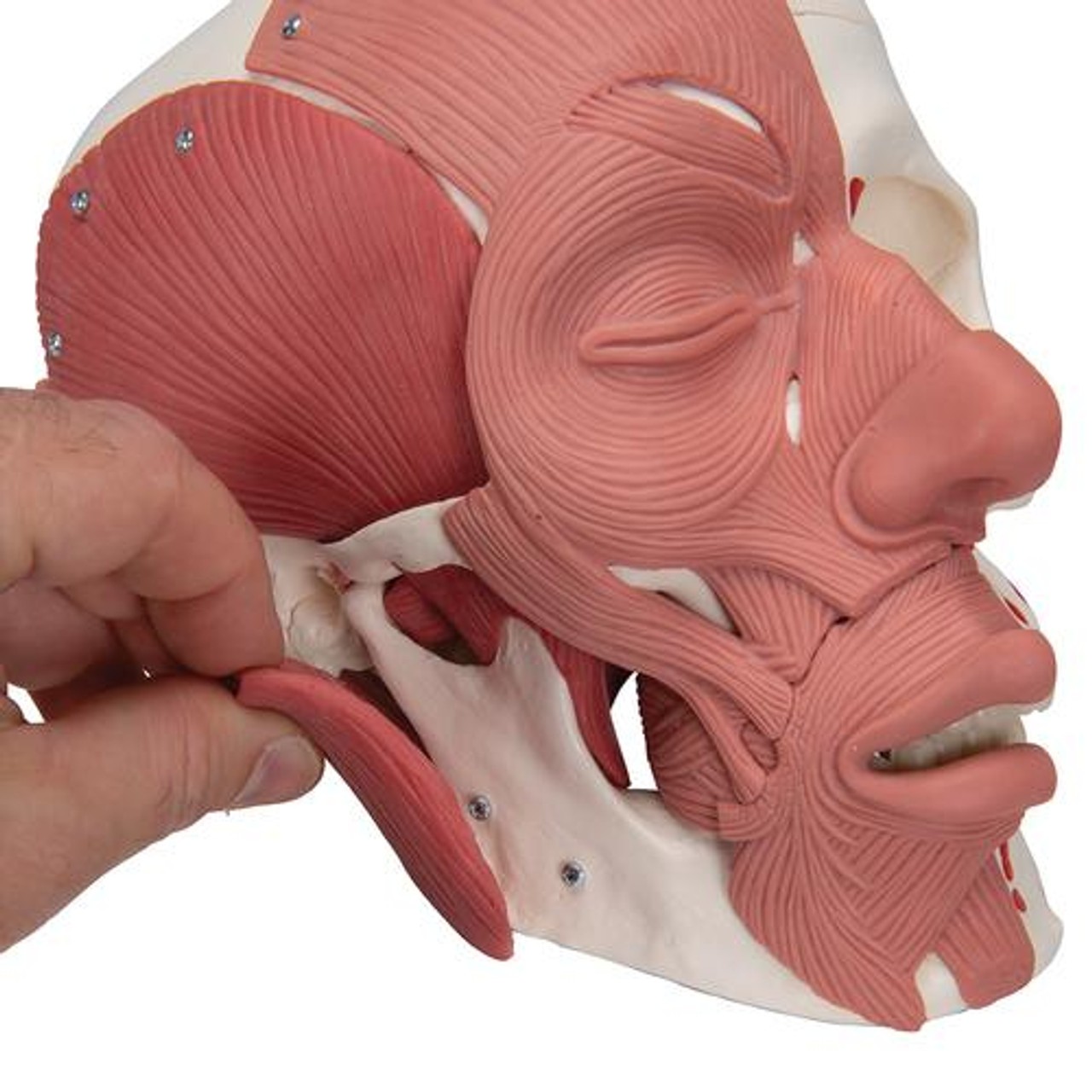 Human Skull with Facial Muscles