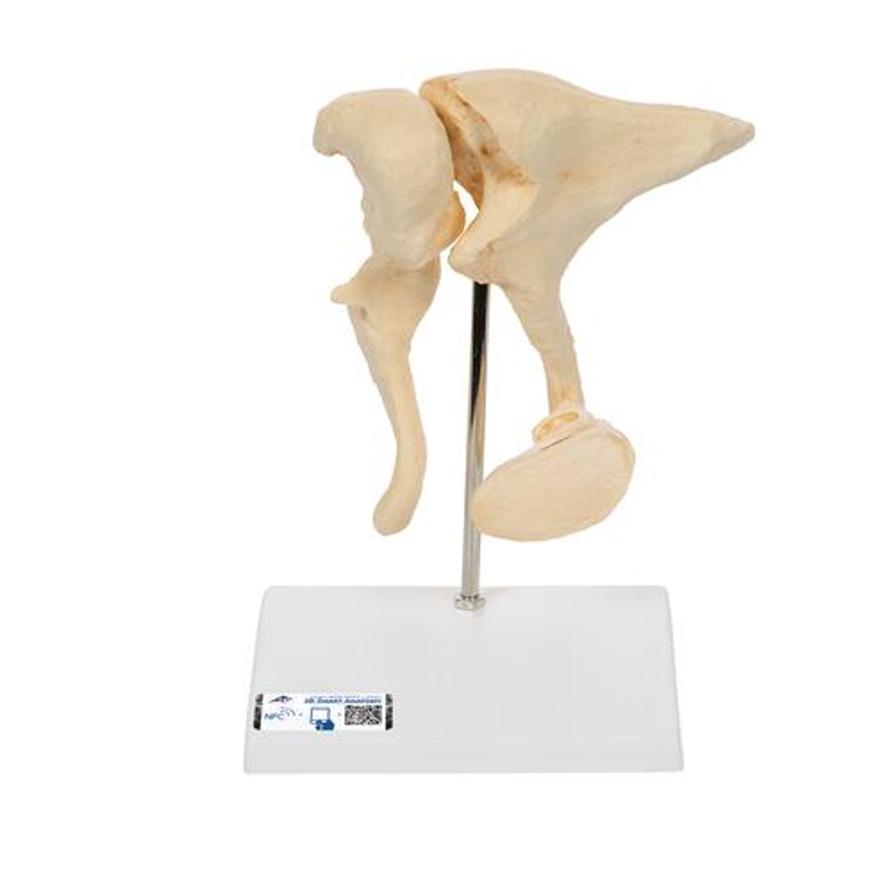 Ossicle Model, 20 Times Life Size Bonelike