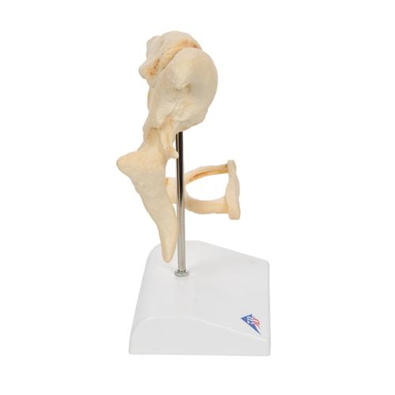 Ossicle Model, 20 Times Life Size Bonelike - Right Side View
