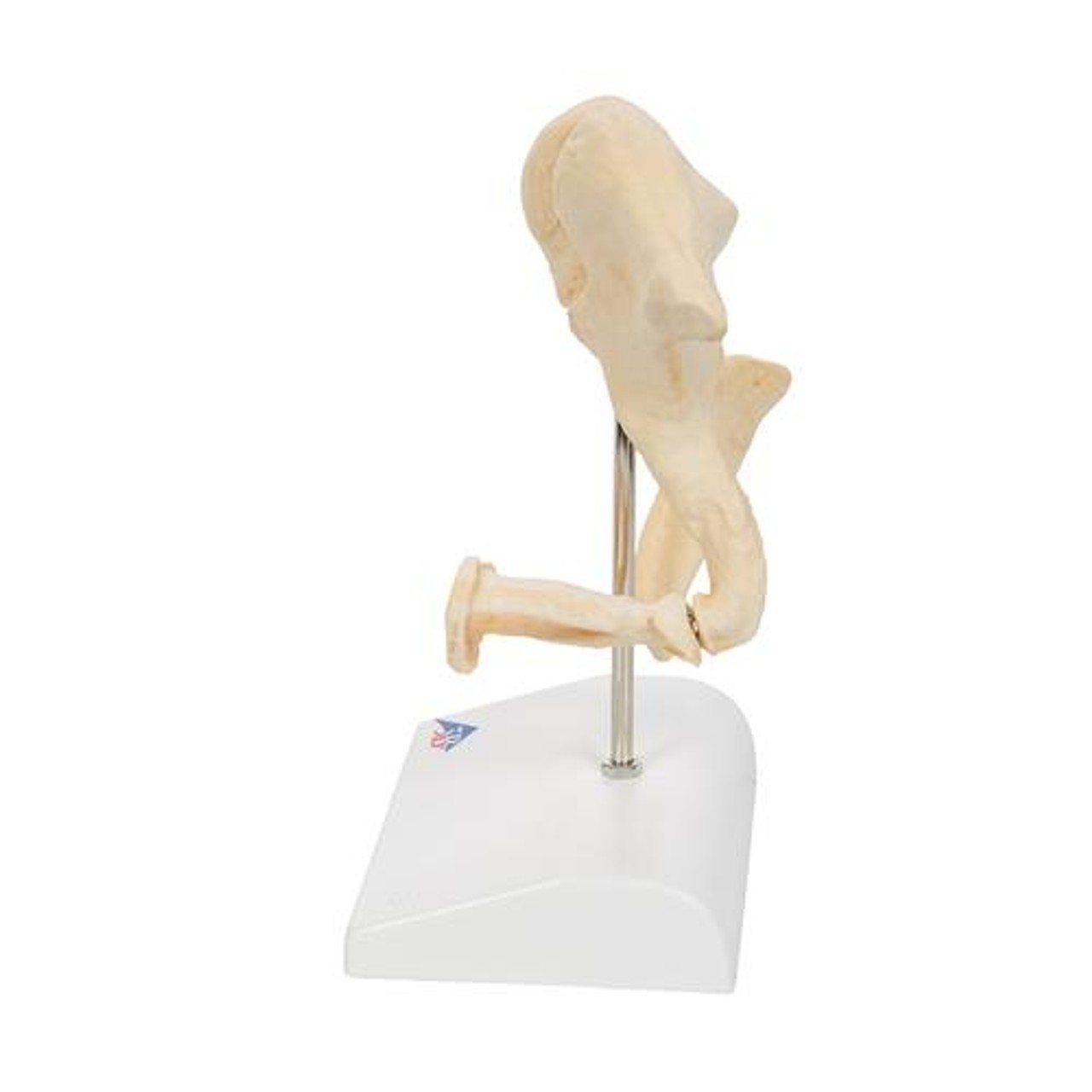 Ossicle Model, 20 Times Life Size Bonelike - Left Side View