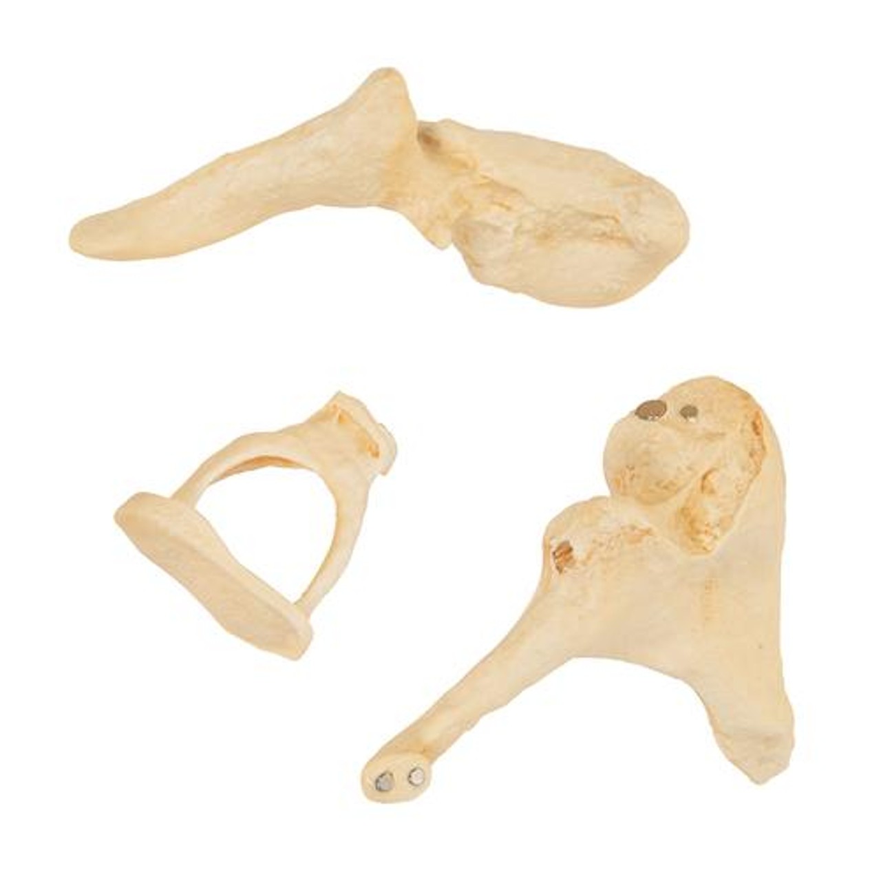 Ossicle Model, 20 Times Life Size Bonelike - Removable Parts View