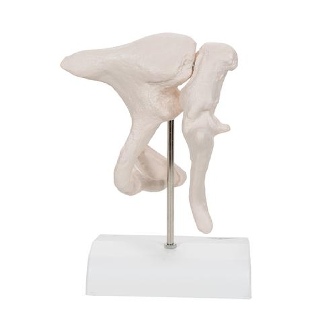 Ossicle Model 20 Times Life Size - Back Side View