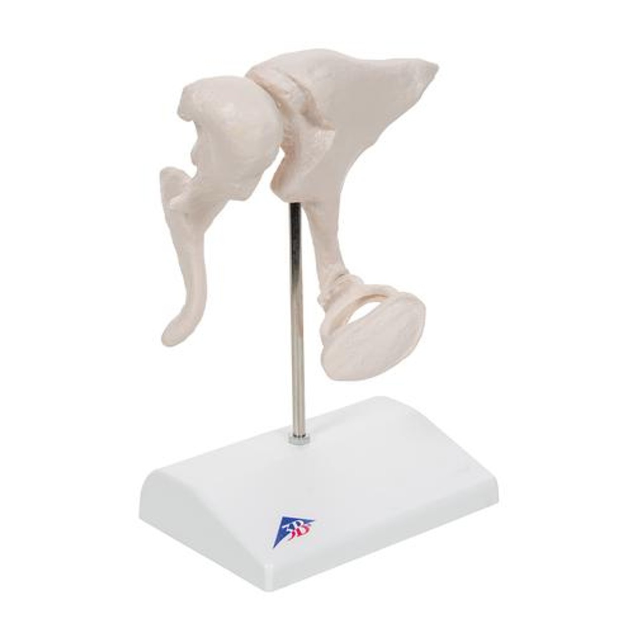 Ossicle Model 20 Times Life Size - Right Side View