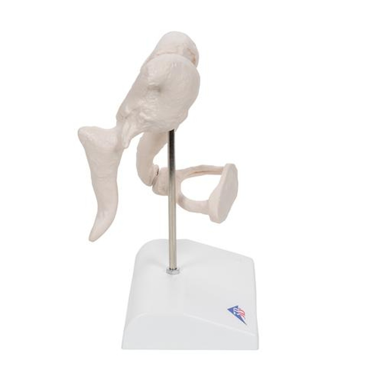 Ossicle Model 20 Times Life Size - Right Side View