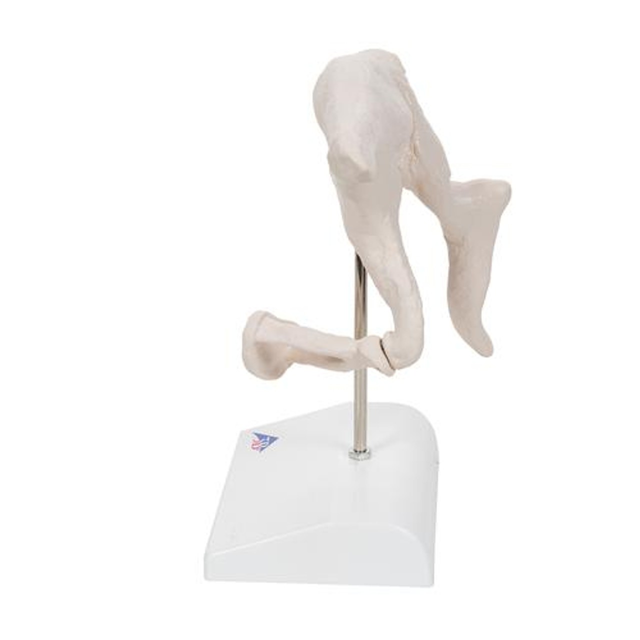 Ossicle Model 20 Times Life Size - Left Side View