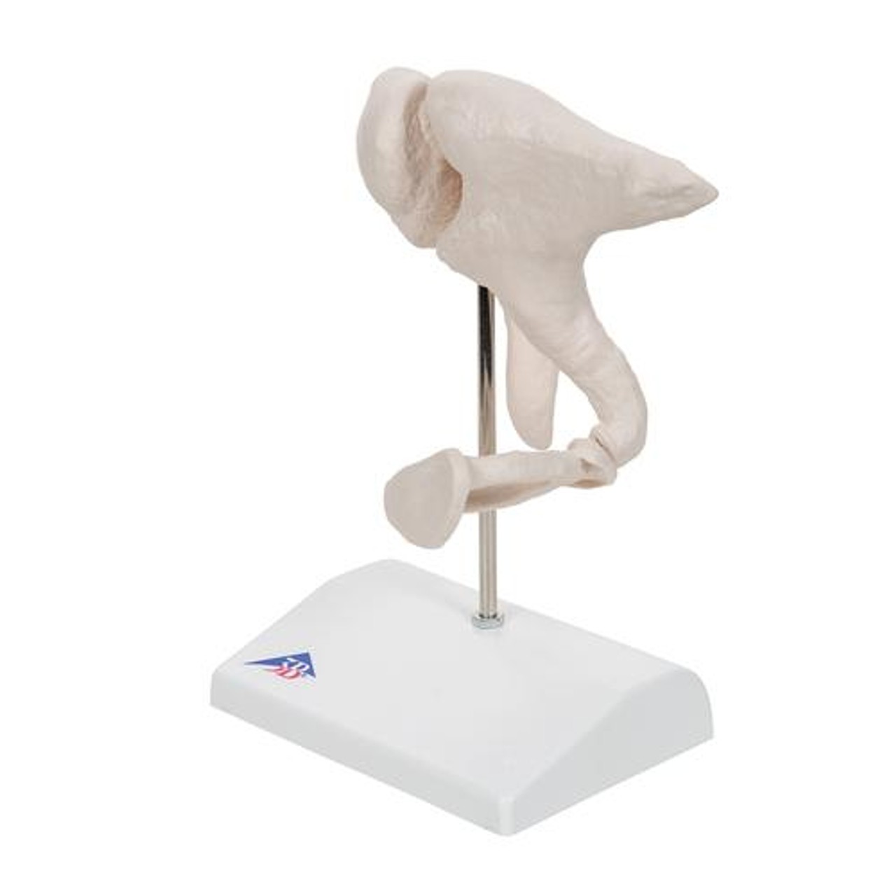 Ossicle Model 20 Times Life Size - Left Side View