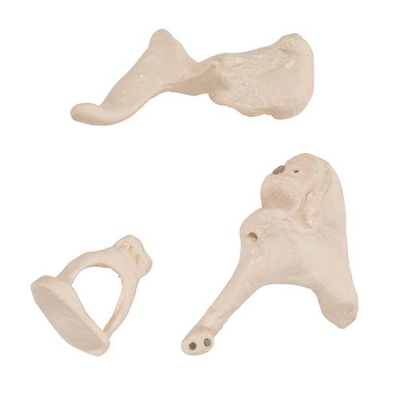 Ossicle Model 20 Times Life Size - Removable Parts View