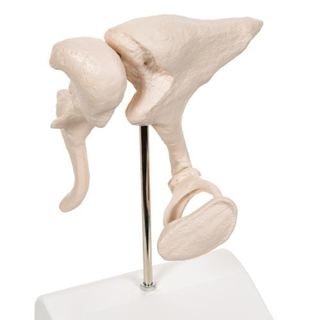 Ossicle Model 20 Times Life Size - Zoom View