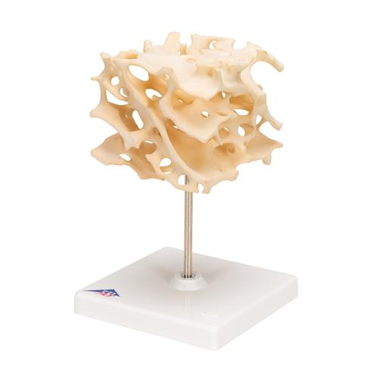 Cancellous Bone - Left Side View