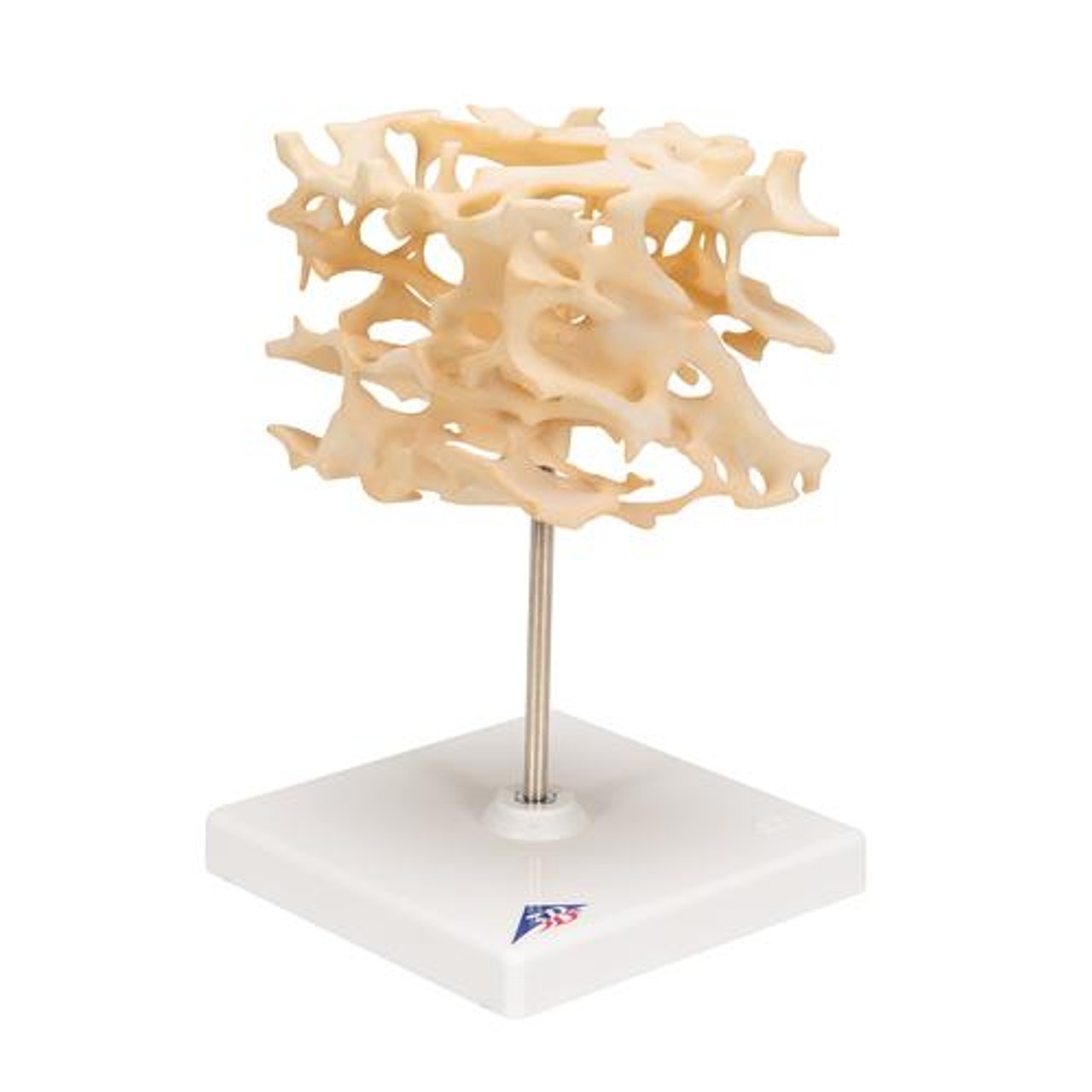 Cancellous Bone - Right Side View
