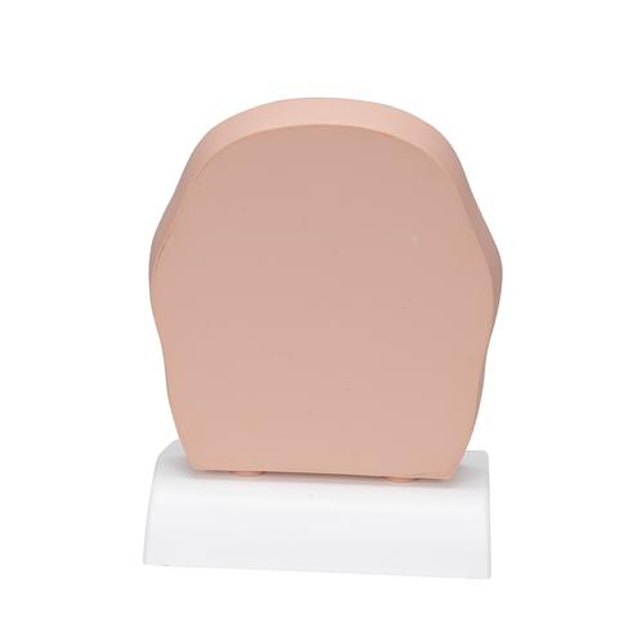 Head Section Model - Back Side View