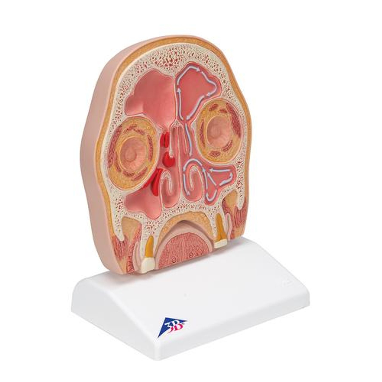 Head Section Model - Right Side View