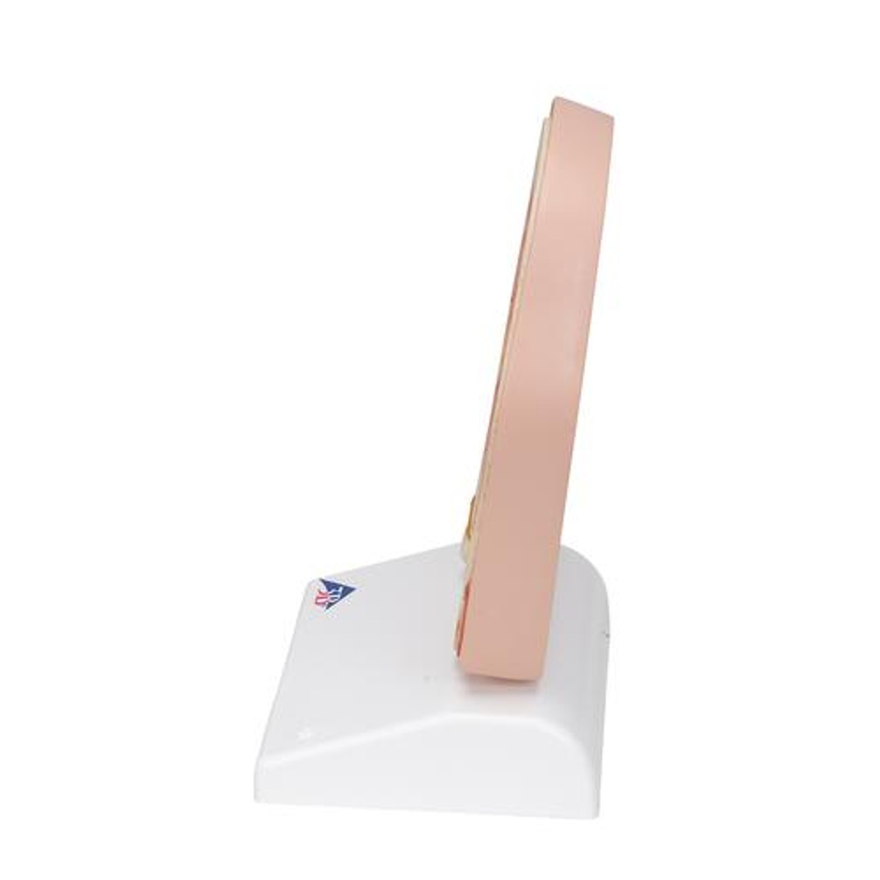 Head Section Model - Left Side View