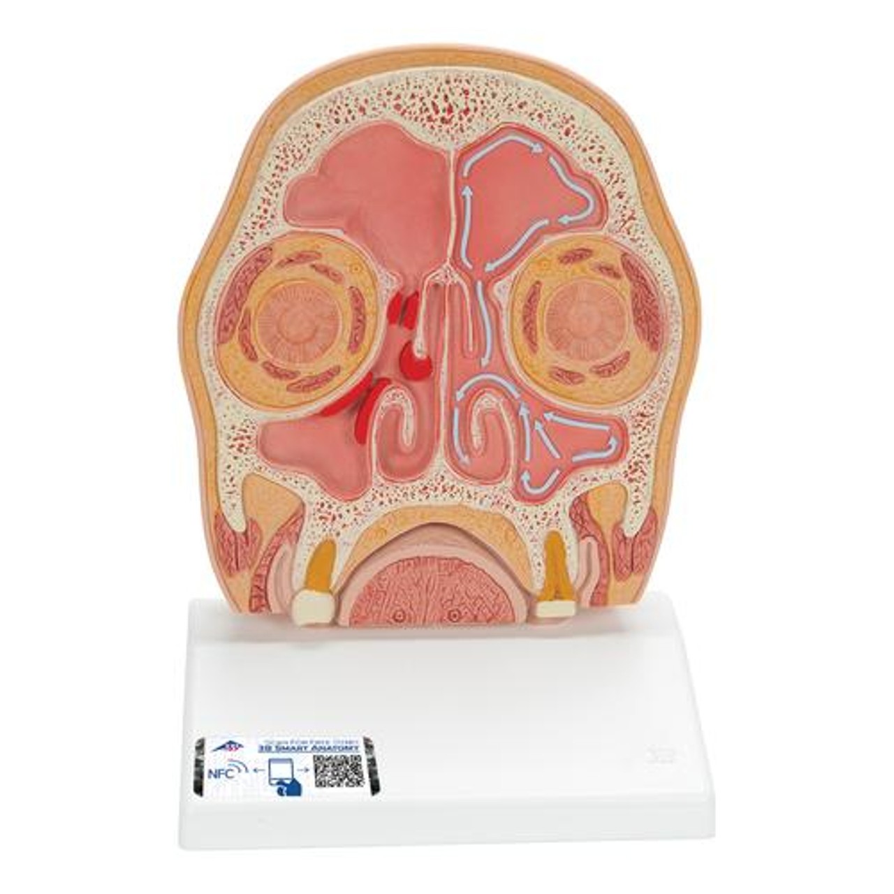 Head Section Model