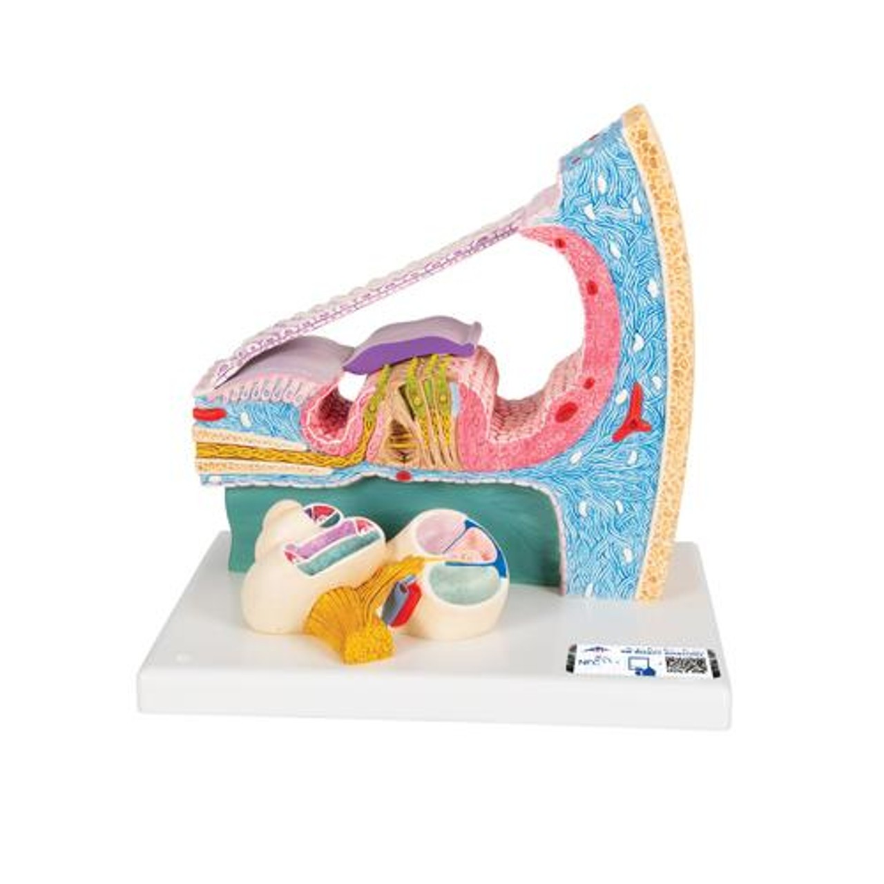 Organ Of Corti