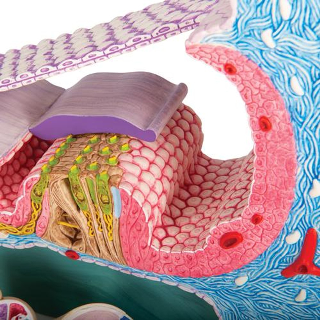 Organ Of Corti - Detailed View