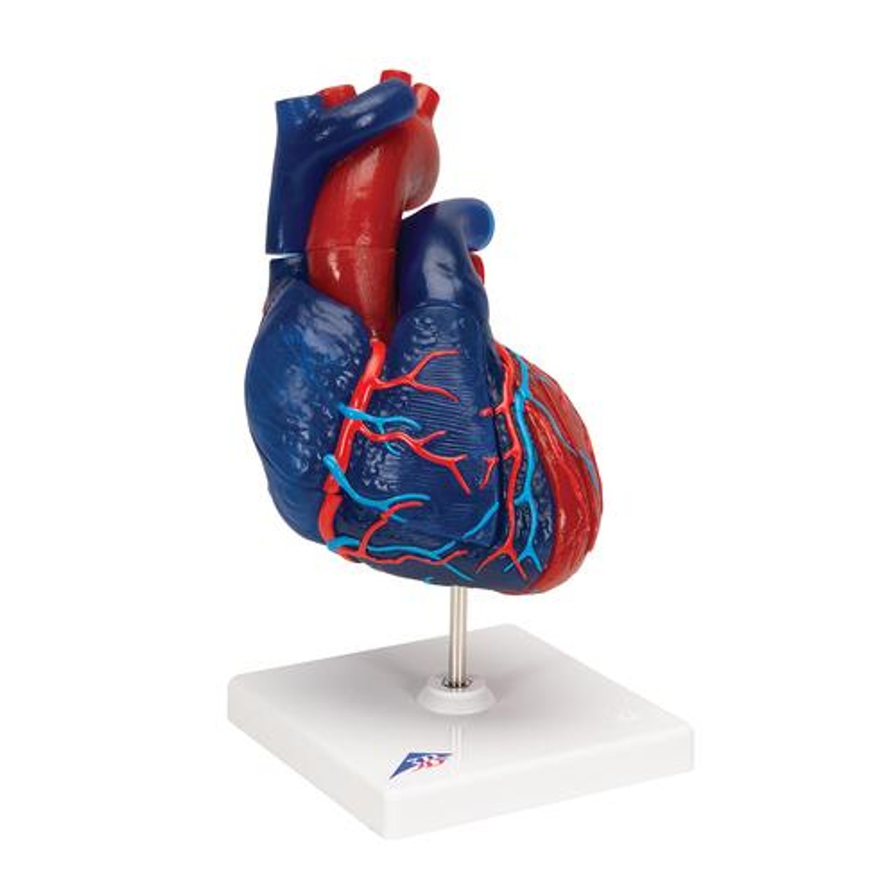 Heart Model 5-Part
