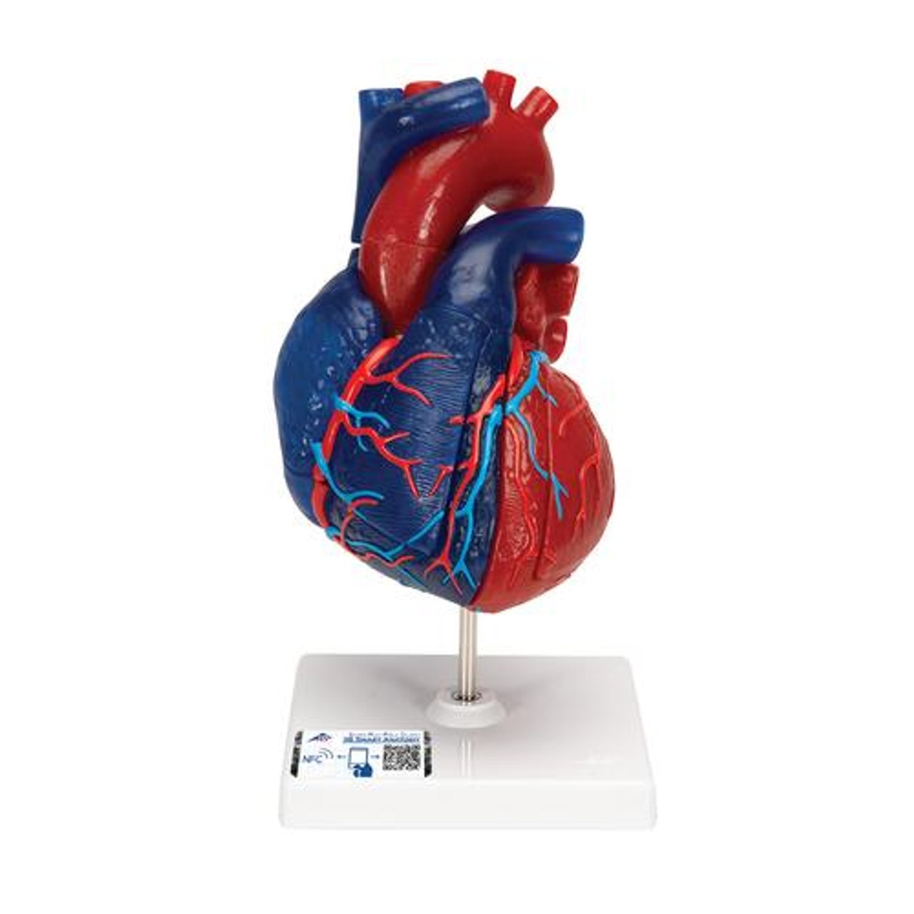Heart Model 5-Part
