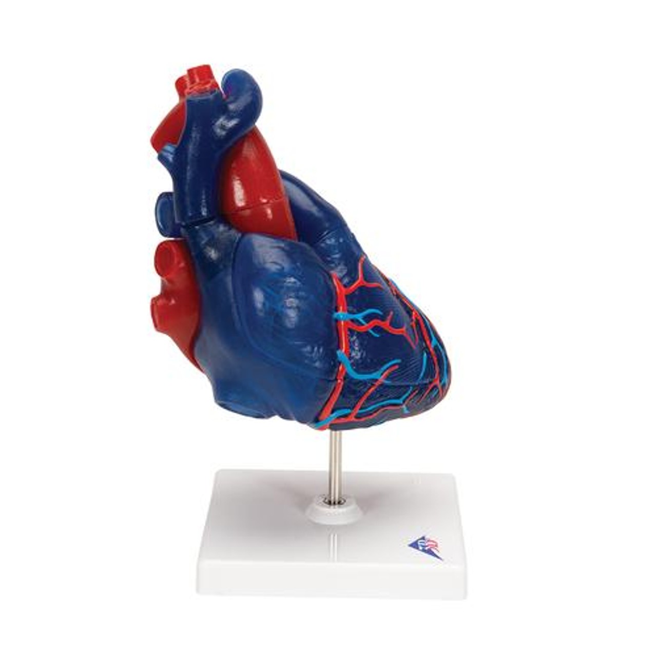 Heart Model 5-Part