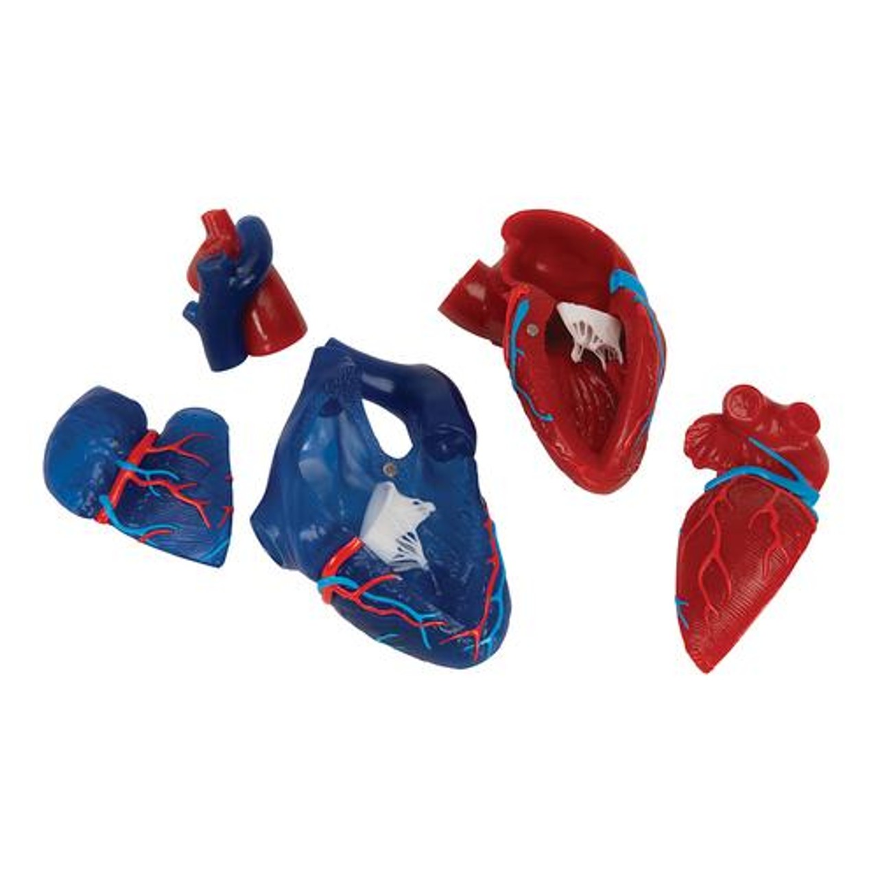 Heart Model 5-Part