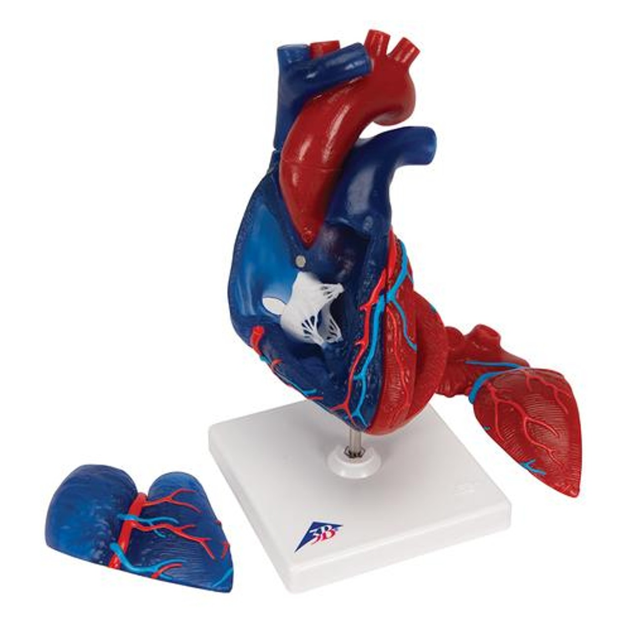 Heart Model 5-Part