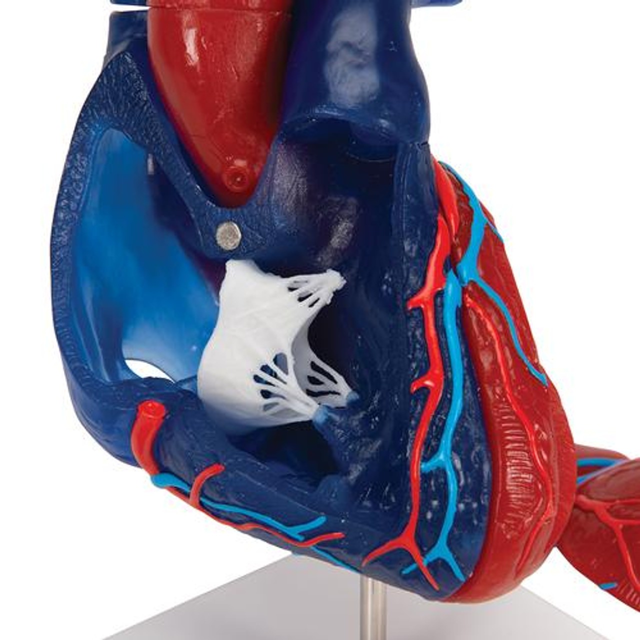Heart Model 5-Part
