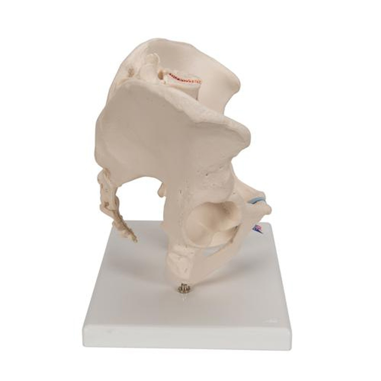 Pelvis Male, 3-Part - Right Side View
