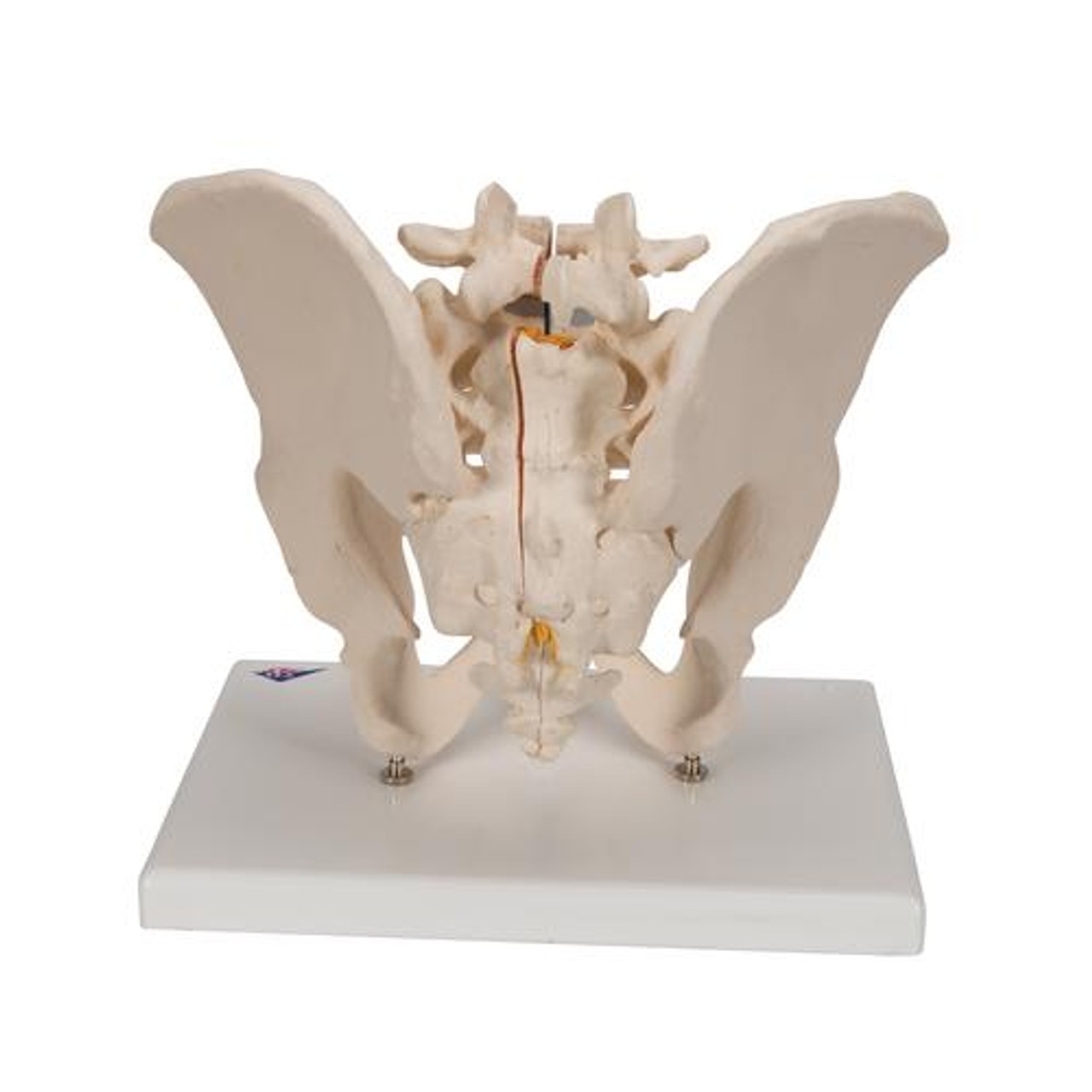 Pelvis Male, 3-Part - Back Side View