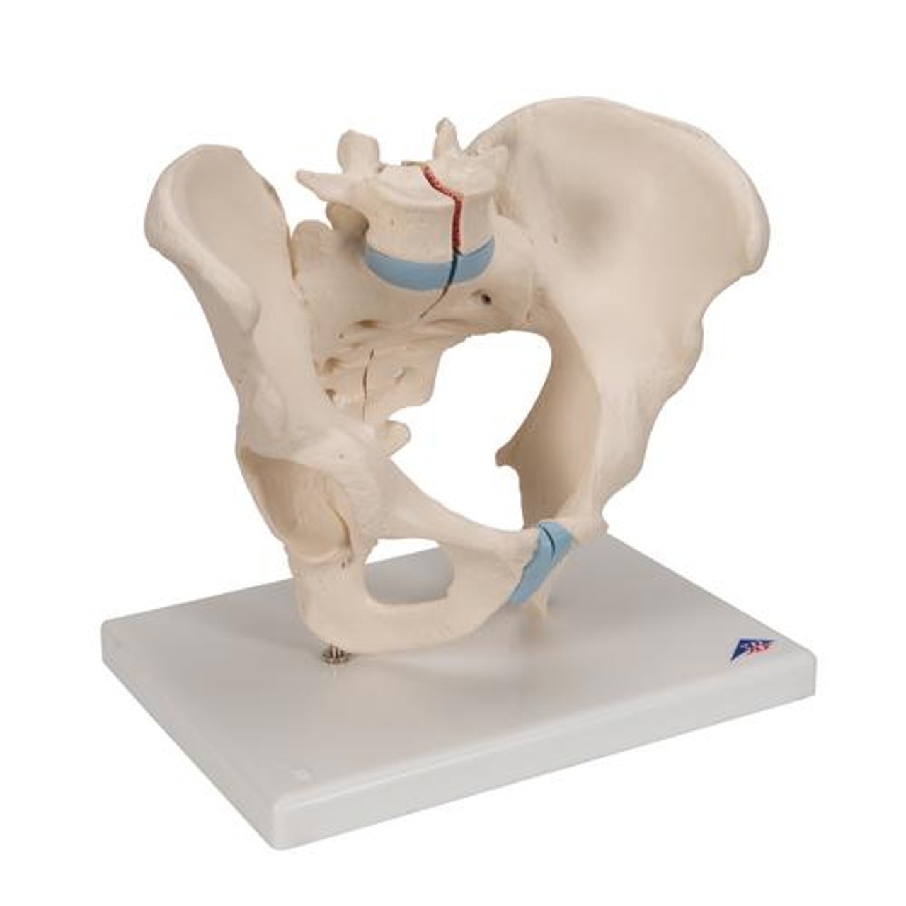 Pelvis Male, 3-Part - Right Side View