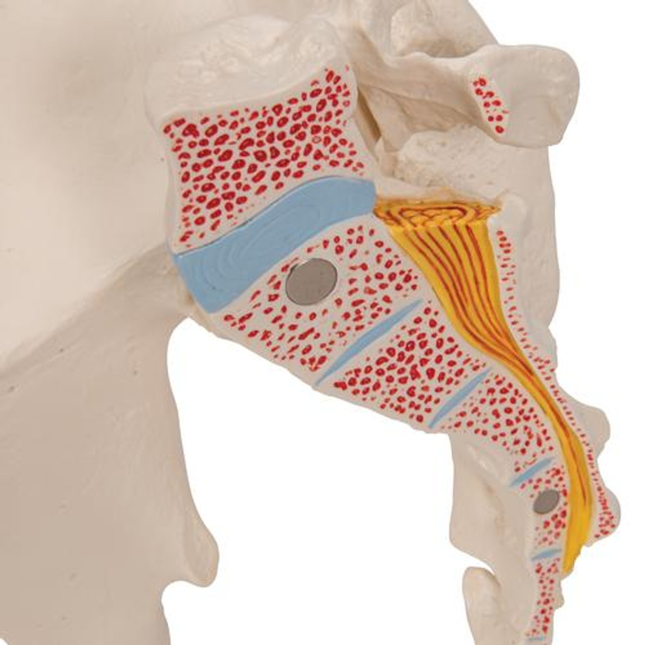 Pelvis Male, 3-Part - Detailed View
