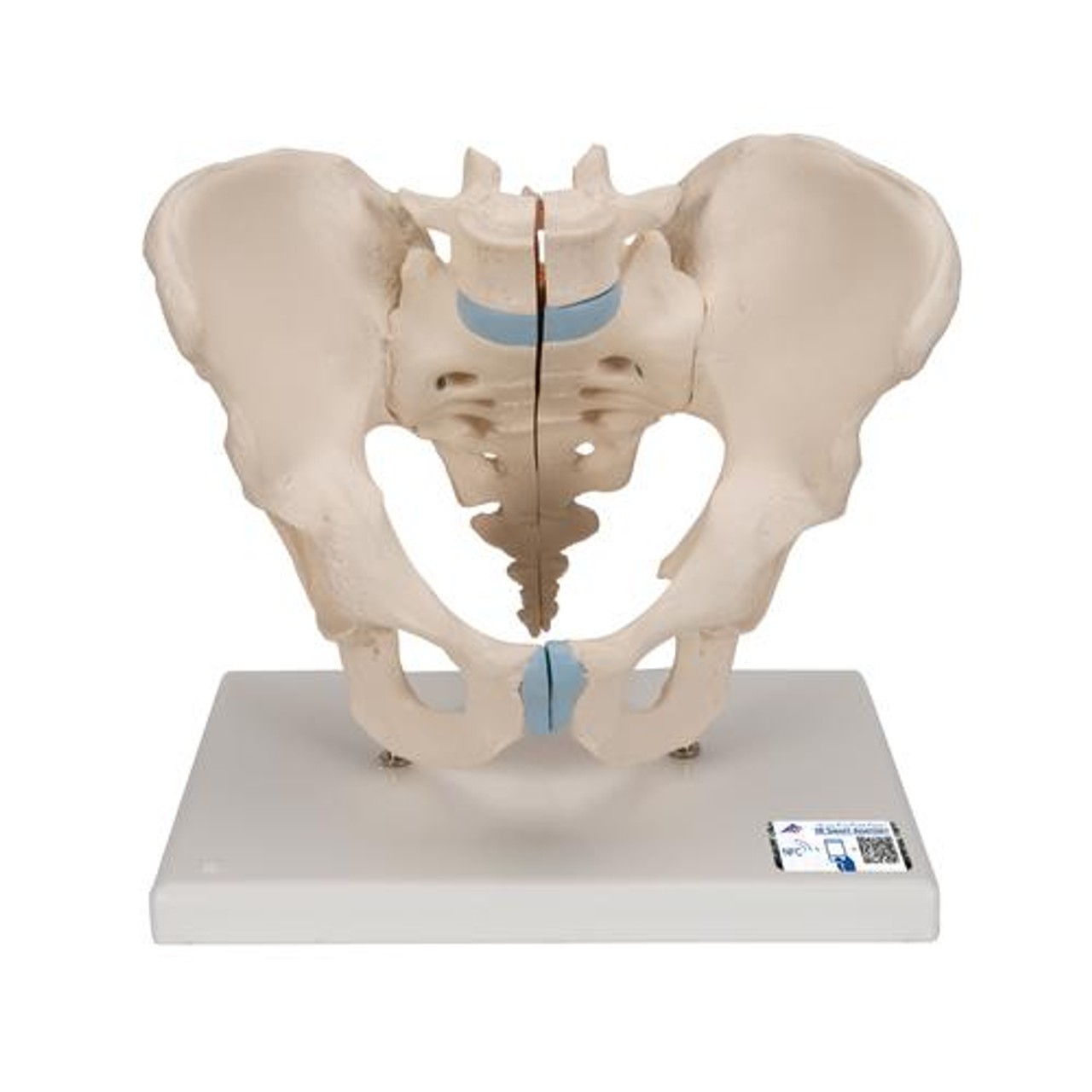 Pelvis Male, 3-Part