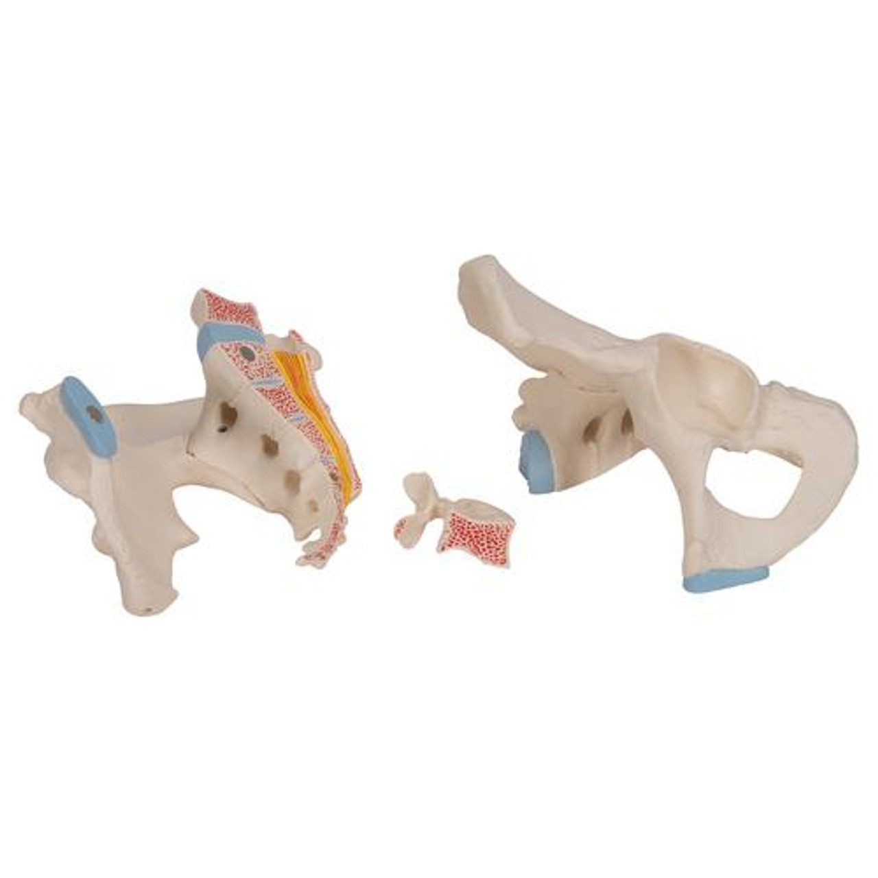 Pelvis Male, 3-Part - Removable Parts View