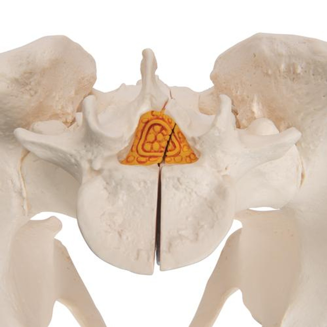 Pelvis Male, 3-Part - Detailed View