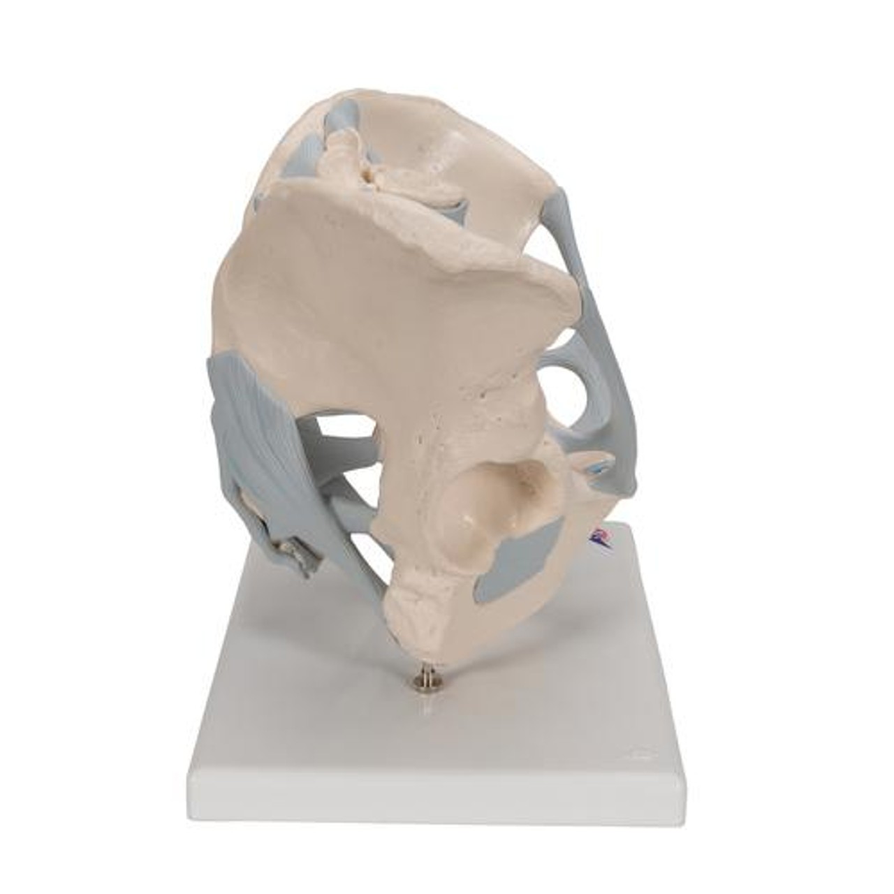 Male Pelvis With Ligaments, 2-Parts - Right Side View