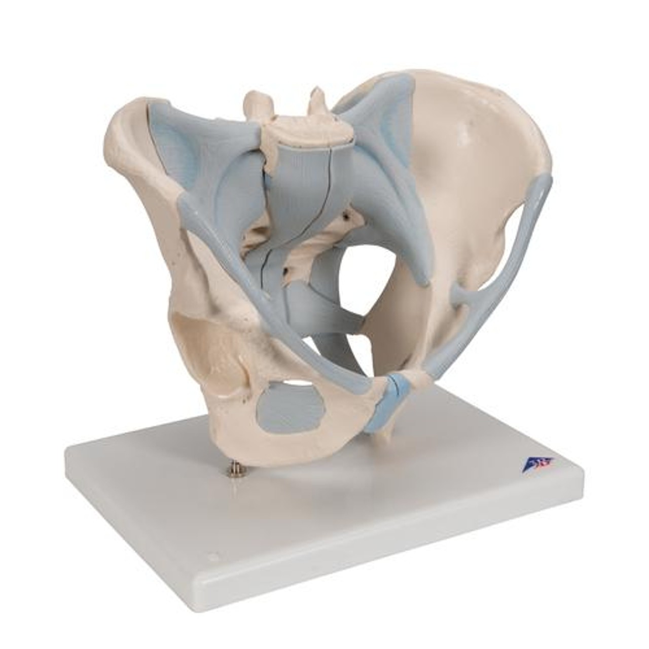 3B Scientific Male Pelvis With Ligaments, 2-Parts | Anatomy