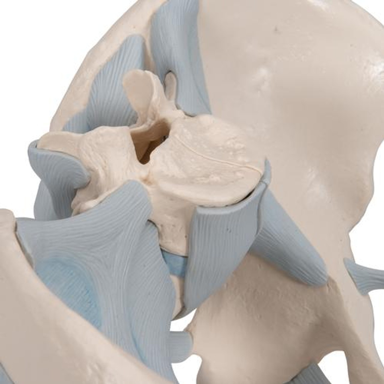 Male Pelvis With Ligaments, 2-Parts - Detailed View
