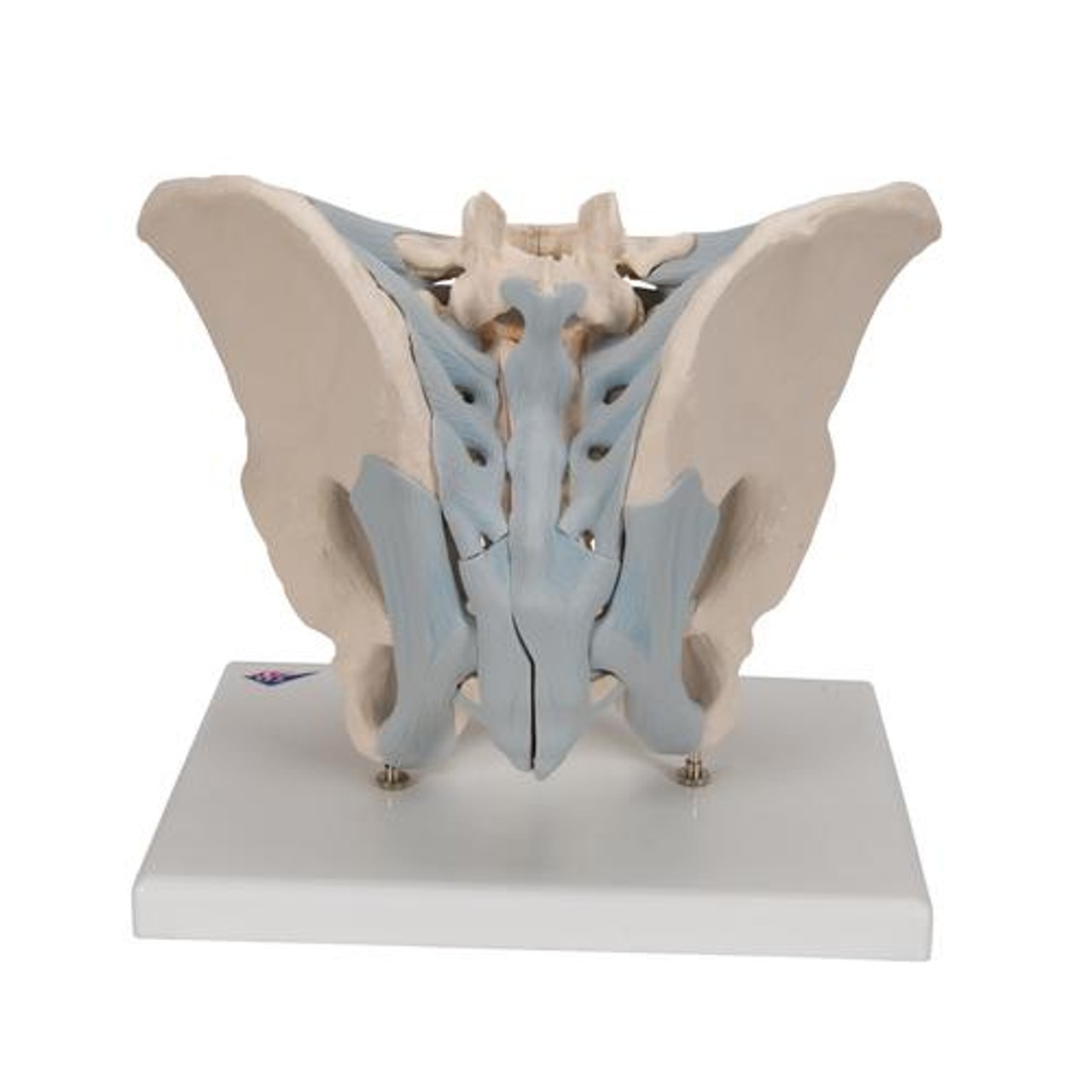 Male Pelvis With Ligaments, 2-Parts - Back Side View