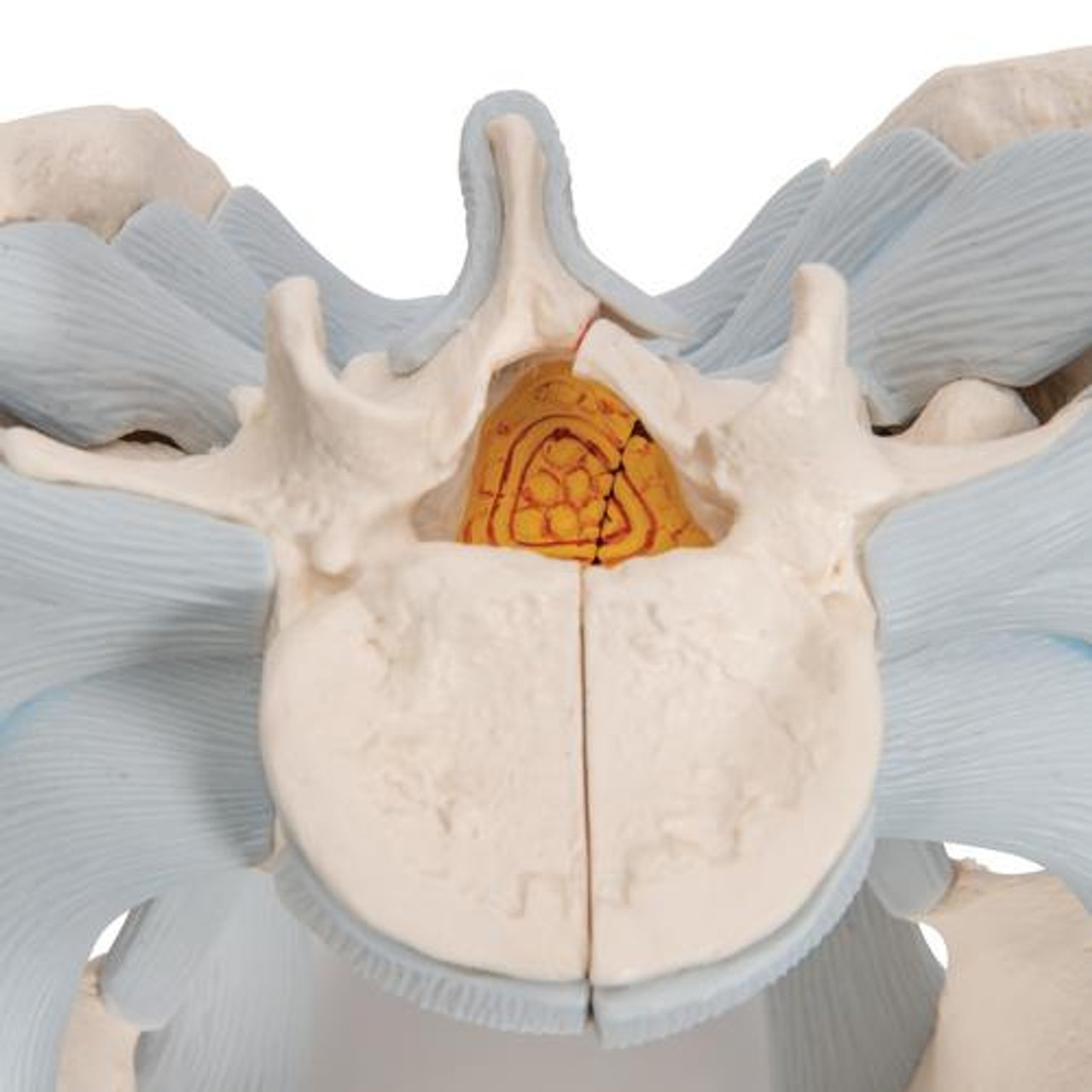 Male Pelvis With Ligaments, 2-Parts - Detailed View