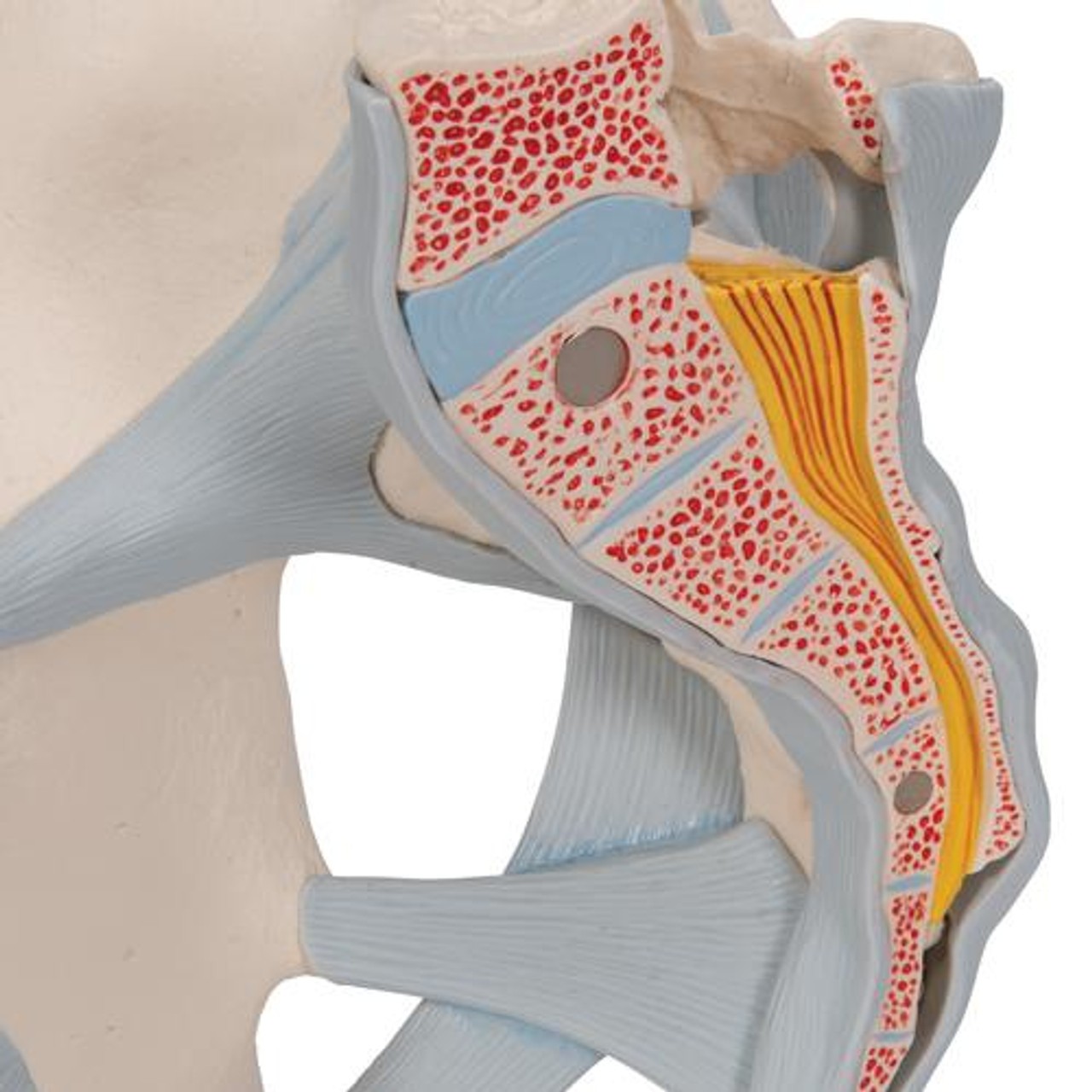 Male Pelvis With Ligaments, 2-Parts - Detailed View