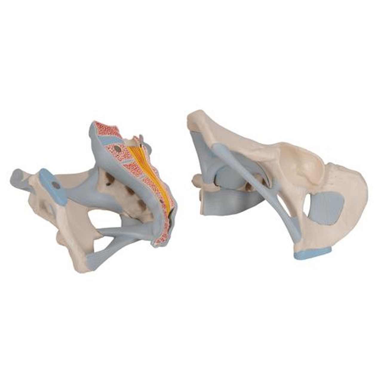 Male Pelvis With Ligaments, 2-Parts - Removable Parts View